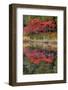 USA, Minnsota, Duluth, Fall Color-Peter Hawkins-Framed Photographic Print