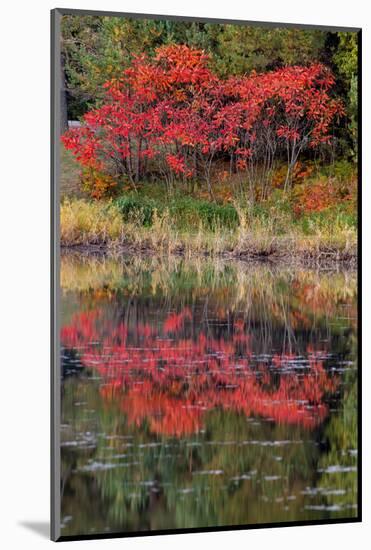 USA, Minnsota, Duluth, Fall Color-Peter Hawkins-Mounted Photographic Print