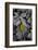 USA, Minnsota, Duluth, Fall Color-Peter Hawkins-Framed Photographic Print