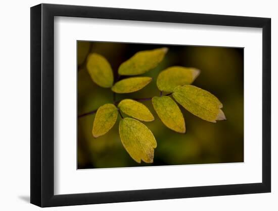 USA, Minnsota, Duluth, Fall Color-Peter Hawkins-Framed Photographic Print