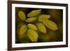 USA, Minnsota, Duluth, Fall Color-Peter Hawkins-Framed Photographic Print