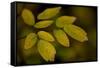 USA, Minnsota, Duluth, Fall Color-Peter Hawkins-Framed Stretched Canvas