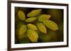 USA, Minnsota, Duluth, Fall Color-Peter Hawkins-Framed Photographic Print