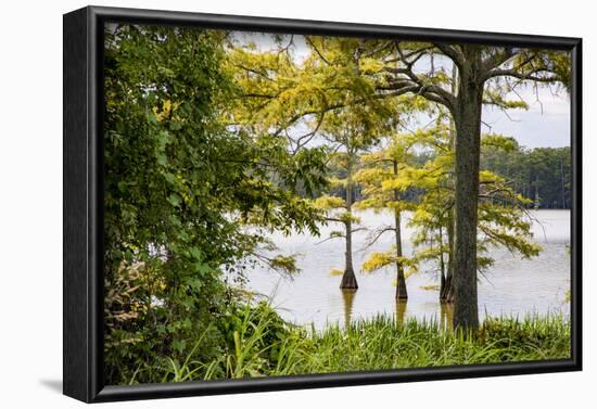 USA, Mississippi. Mississippi River Basin, cypress in Beaverdam Lake.-Alison Jones-Framed Photographic Print