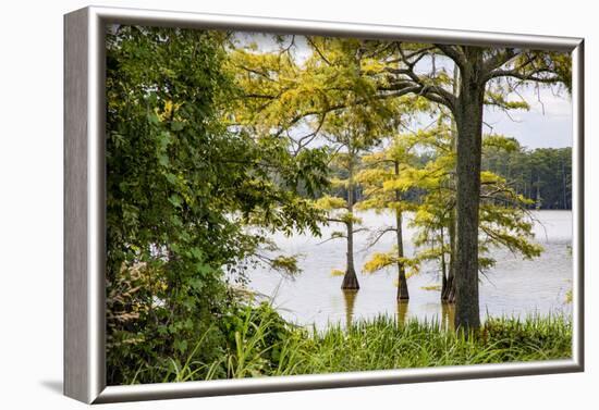 USA, Mississippi. Mississippi River Basin, cypress in Beaverdam Lake.-Alison Jones-Framed Photographic Print