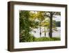 USA, Mississippi. Mississippi River Basin, cypress in Beaverdam Lake.-Alison Jones-Framed Photographic Print