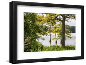 USA, Mississippi. Mississippi River Basin, cypress in Beaverdam Lake.-Alison Jones-Framed Photographic Print