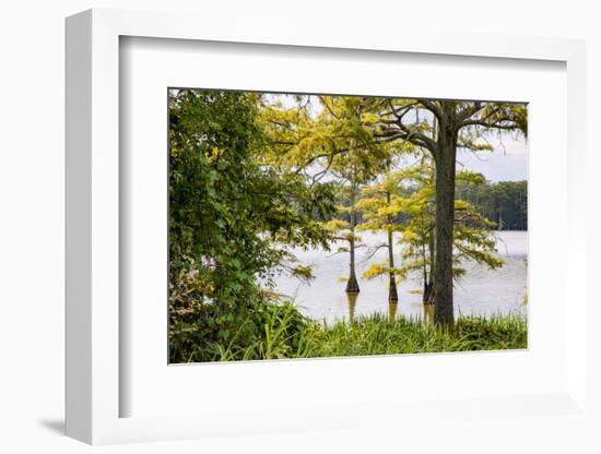 USA, Mississippi. Mississippi River Basin, cypress in Beaverdam Lake.-Alison Jones-Framed Photographic Print