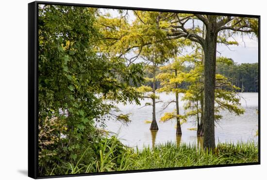 USA, Mississippi. Mississippi River Basin, cypress in Beaverdam Lake.-Alison Jones-Framed Stretched Canvas