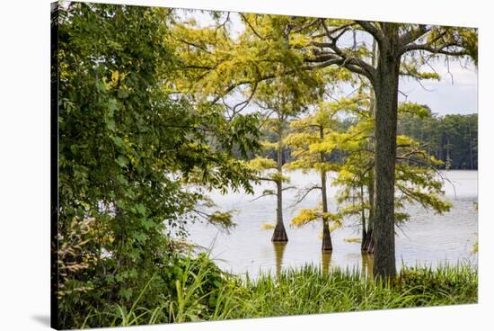 USA, Mississippi. Mississippi River Basin, cypress in Beaverdam Lake.-Alison Jones-Stretched Canvas