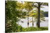 USA, Mississippi. Mississippi River Basin, cypress in Beaverdam Lake.-Alison Jones-Stretched Canvas