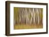 USA, Montana. Aspen Forest Abstract-Don Paulson-Framed Photographic Print