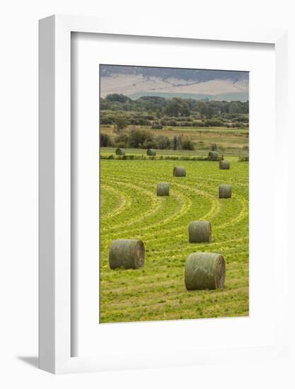 USA, Montana. Bales, or Rounds, of hay in a field that has just been harvested.-Tom Haseltine-Framed Photographic Print