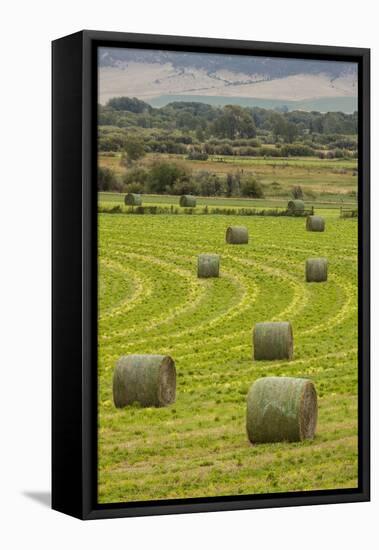 USA, Montana. Bales, or Rounds, of hay in a field that has just been harvested.-Tom Haseltine-Framed Stretched Canvas