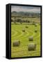 USA, Montana. Bales, or Rounds, of hay in a field that has just been harvested.-Tom Haseltine-Framed Stretched Canvas