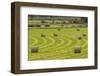 USA, Montana. Bales, or Rounds, of hay in a field that has just been harvested.-Tom Haseltine-Framed Photographic Print