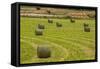 Usa, Montana. Bales, or Rounds, of hay in a field that has just been harvested.-Tom Haseltine-Framed Stretched Canvas