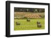 USA, Montana. Bales, or Rounds, of hay in a field that has just been harvested.-Tom Haseltine-Framed Photographic Print