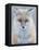 Usa, Montana, Big Sky. Ousel Falls, red fox./n-Merrill Images-Framed Stretched Canvas