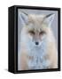 Usa, Montana, Big Sky. Ousel Falls, red fox./n-Merrill Images-Framed Stretched Canvas