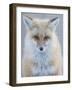 Usa, Montana, Big Sky. Ousel Falls, red fox./n-Merrill Images-Framed Photographic Print