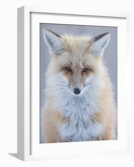 Usa, Montana, Big Sky. Ousel Falls, red fox./n-Merrill Images-Framed Photographic Print