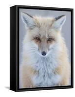 Usa, Montana, Big Sky. Ousel Falls, red fox./n-Merrill Images-Framed Stretched Canvas