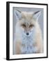 Usa, Montana, Big Sky. Ousel Falls, red fox./n-Merrill Images-Framed Photographic Print