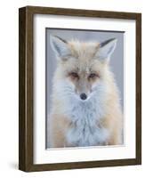 Usa, Montana, Big Sky. Ousel Falls, red fox./n-Merrill Images-Framed Photographic Print