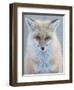 Usa, Montana, Big Sky. Ousel Falls, red fox./n-Merrill Images-Framed Photographic Print