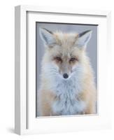 Usa, Montana, Big Sky. Ousel Falls, red fox./n-Merrill Images-Framed Photographic Print