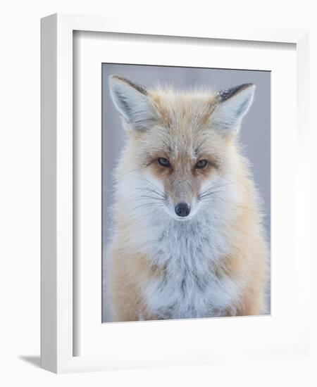 Usa, Montana, Big Sky. Ousel Falls, red fox./n-Merrill Images-Framed Photographic Print