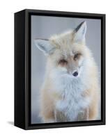 Usa, Montana, Big Sky. Ousel Falls, red fox.-Merrill Images-Framed Stretched Canvas
