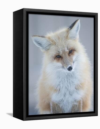 Usa, Montana, Big Sky. Ousel Falls, red fox.-Merrill Images-Framed Stretched Canvas