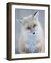 Usa, Montana, Big Sky. Ousel Falls, red fox.-Merrill Images-Framed Photographic Print