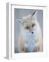 Usa, Montana, Big Sky. Ousel Falls, red fox.-Merrill Images-Framed Photographic Print