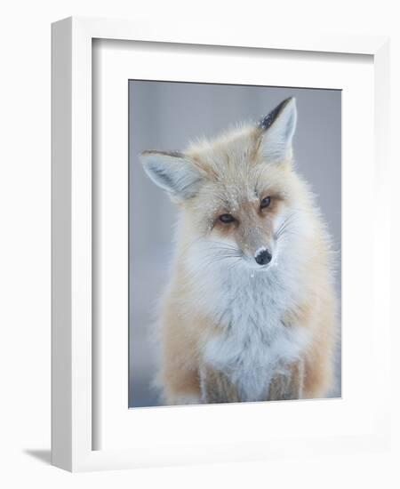Usa, Montana, Big Sky. Ousel Falls, red fox.-Merrill Images-Framed Photographic Print