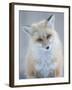 Usa, Montana, Big Sky. Ousel Falls, red fox.-Merrill Images-Framed Photographic Print