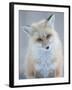 Usa, Montana, Big Sky. Ousel Falls, red fox.-Merrill Images-Framed Photographic Print