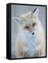 Usa, Montana, Big Sky. Ousel Falls, red fox.-Merrill Images-Framed Stretched Canvas