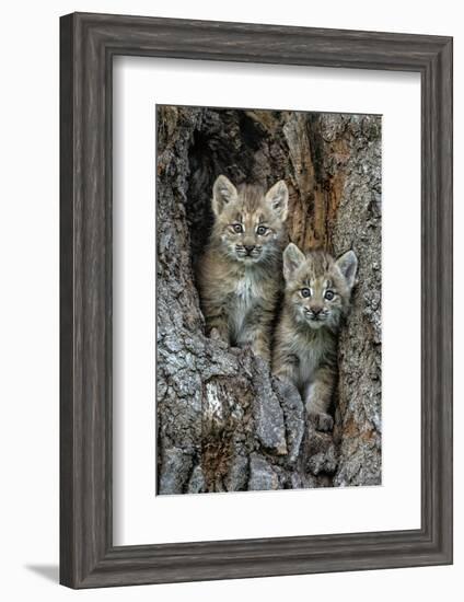 USA, Montana. Bobcat kittens in tree den.-Jaynes Gallery-Framed Photographic Print