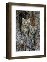 USA, Montana. Bobcat kittens in tree den.-Jaynes Gallery-Framed Photographic Print