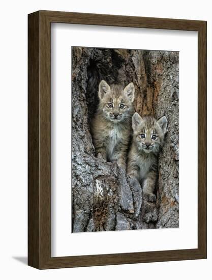 USA, Montana. Bobcat kittens in tree den.-Jaynes Gallery-Framed Photographic Print