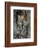 USA, Montana. Bobcat kittens in tree den.-Jaynes Gallery-Framed Photographic Print