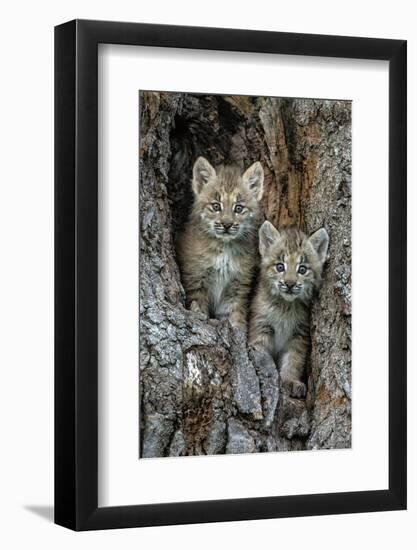 USA, Montana. Bobcat kittens in tree den.-Jaynes Gallery-Framed Photographic Print