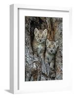 USA, Montana. Bobcat kittens in tree den.-Jaynes Gallery-Framed Photographic Print