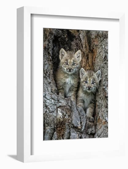 USA, Montana. Bobcat kittens in tree den.-Jaynes Gallery-Framed Photographic Print