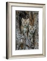 USA, Montana. Bobcat kittens in tree den.-Jaynes Gallery-Framed Photographic Print