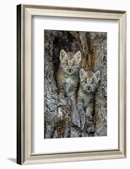 USA, Montana. Bobcat kittens in tree den.-Jaynes Gallery-Framed Photographic Print