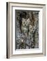 USA, Montana. Bobcat kittens in tree den.-Jaynes Gallery-Framed Photographic Print